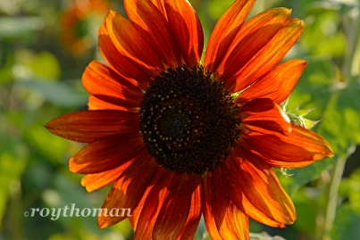field of sunflowers_042513_0009 sml