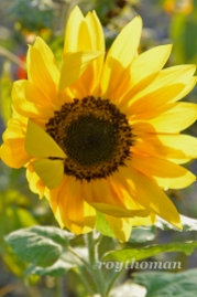 field of sunflowers_042513_0012 sml
