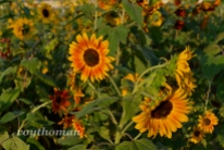 field of sunflowers_042513_0017 sml