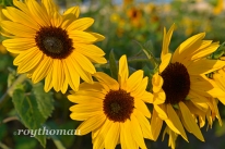 field of sunflowers_042513_0018 sml