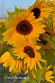 field of sunflowers_042513_0024 sml