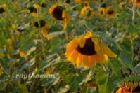 field of sunflowers_042513_0029 sml