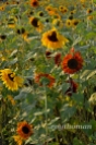 field of sunflowers_042513_0040 sml