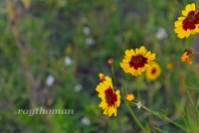 field of sunflowers_042513_0047 sml